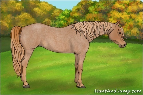 Horse Color:Red Roan
