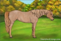 Horse Color:Red Roan