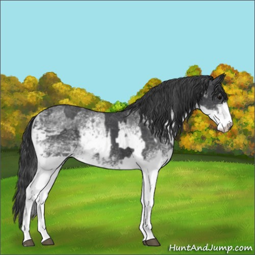 Horse Color:White Spotted Blue Roan Rabicano  and White Spotted Blue Roan Rabicano 
