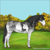 Horse Color:White Spotted Blue Roan Rabicano  and White Spotted Blue Roan Rabicano 