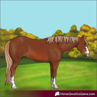 Horse Color:Chestnut 