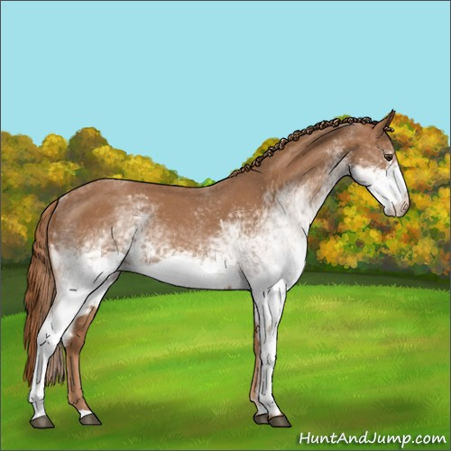 Horse Color:White Spotted Red Roan 