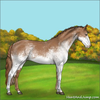 Horse Color:White Spotted Red Roan 