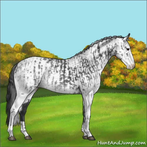 Horse Color:White Spotted Blue Roan Rabicano and White Spotted Blue Roan Rabicano