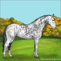 Horse Color:White Spotted Blue Roan Rabicano  and White Spotted Blue Roan Rabicano 