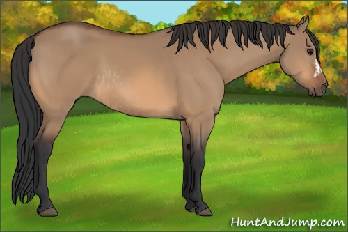 Horse Color:Bay Dun  and Bay Dun 