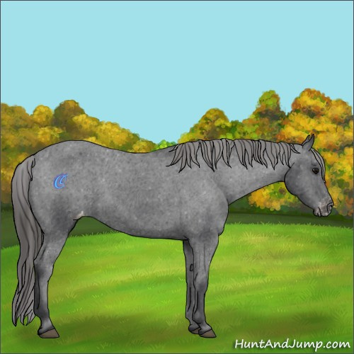 Horse Color:Black Appaloosa 