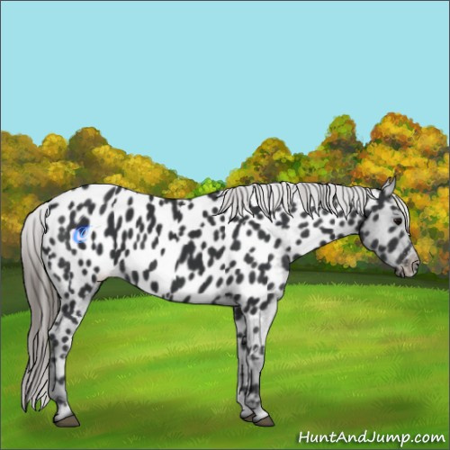 Horse Color:Black Near Leopard