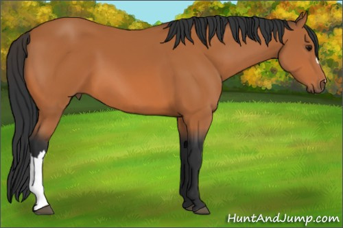 Horse Color:Bay 
