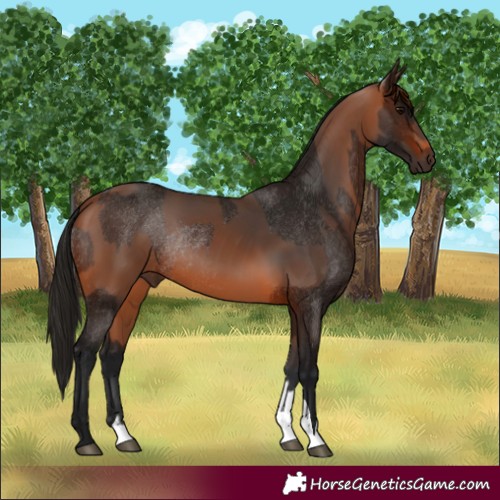 Horse Color:Bay Rabicano and Gray Bay Rabicano