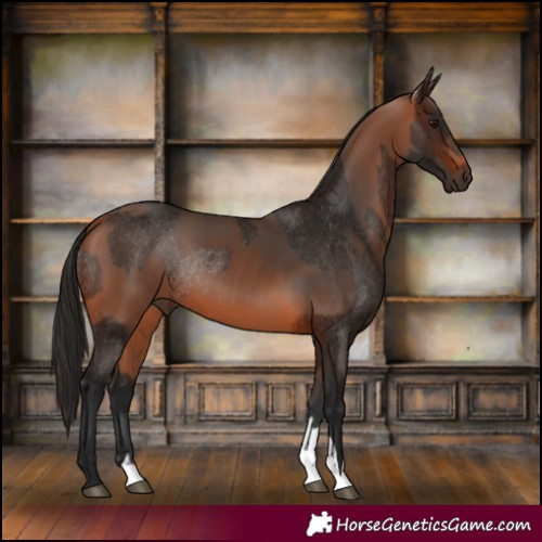 Horse Color:Bay Rabicano  and Gray Bay Rabicano 