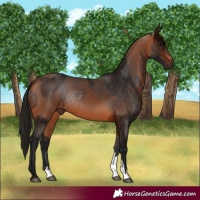 Horse Color:Bay Rabicano  and Gray Bay Rabicano 