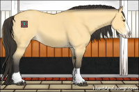 Horse Color:Buckskin Dun Splash 