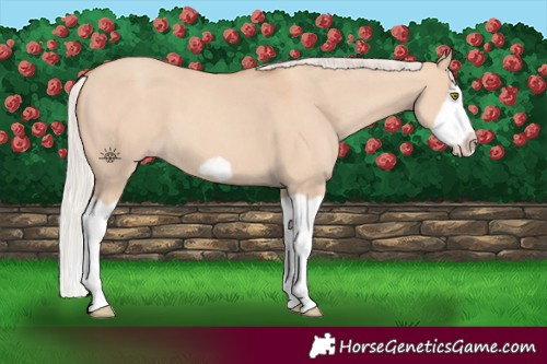 Horse Color:Silver Classic Champagne Dun Splash Frame