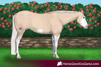 Horse Color:Silver Classic Champagne Dun Splash Frame 