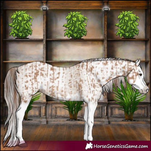 Horse Color:Red Dun Splash  and Gray Red Dun Splash 