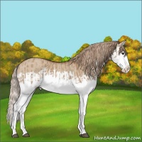 Horse Color:Red Dun Splash  and Red Dun Splash 