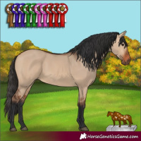 Horse Color:Bay Dun