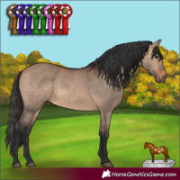 Horse Color:Bay Dun 