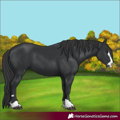 Horse Color:Black 