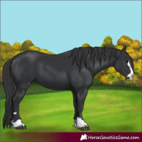 Horse Color:Black 
