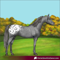 Horse Color:Black Appaloosa