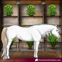 Horse Color:Red Dun Appaloosa  and Red Dun Appaloosa 