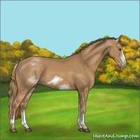 Horse Color:White Spotted Chestnut Frame 