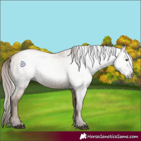 Horse Color:Gray Grullo Pearl 