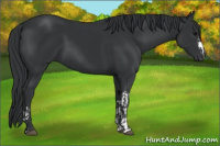 Horse Color:Black  and Black 