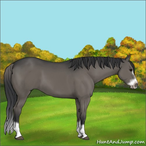 Horse Color:Grullo Splash Frame