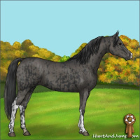 Horse Color:Black  and Black 