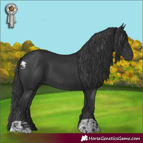 Horse Color:Black  and Black 