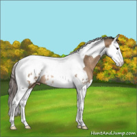 Horse Color:Bay Dun Splash Tobiano Appaloosa Rabicano 