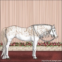 Horse Color:Red Dun Splash and White Spotted Red Dun Splash