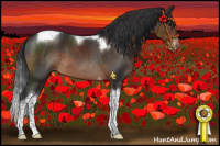 Horse Color:Brown Tobiano Appaloosa