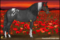 Horse Color:Blue Roan Tobiano Blanket Rabicano 