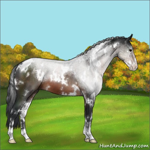 Horse Color:White Spotted Brown Sabino 