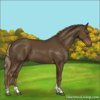 Horse Color:Chocolate Palomino Sabino Tobiano