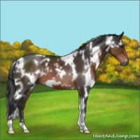 Horse Color:White Spotted Brown 