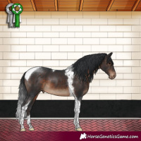 Horse Color:Brown Tobiano Appaloosa