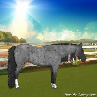 Horse Color:Blue Roan Tobiano 