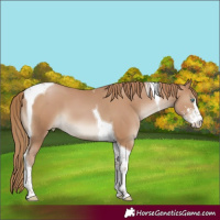 Horse Color:Black Pearl Sabino Tobiano