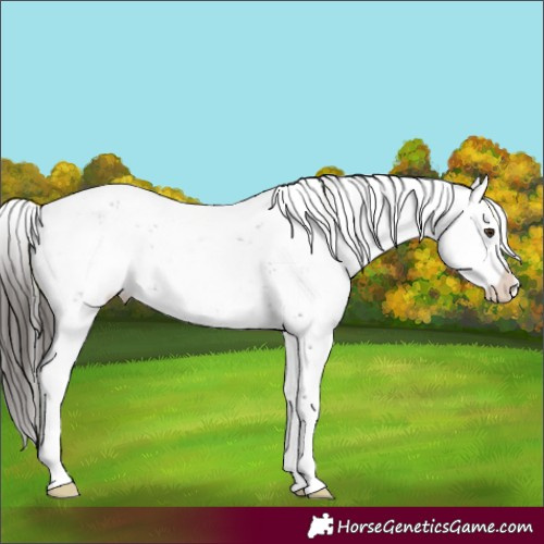 Horse Color:Liver Chestnut Sabino 