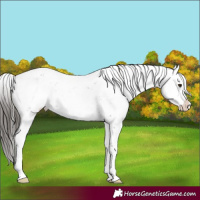 Horse Color:Liver Chestnut Sabino