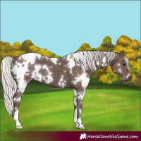 Horse Color:White Spotted Silver Black 