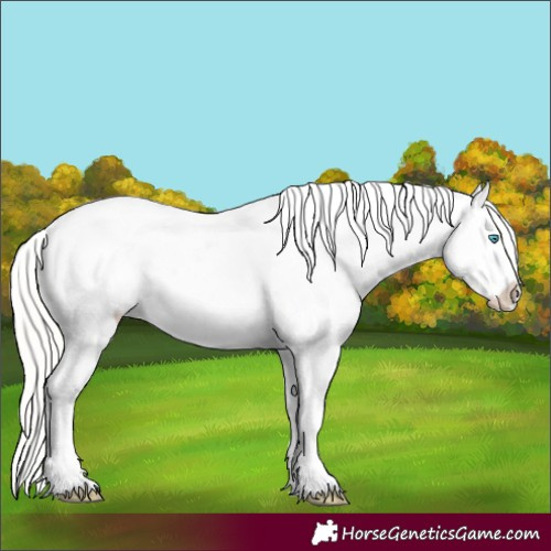 Horse Color:Cremello Appaloosa 