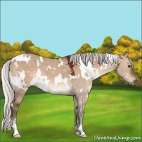Horse Color:White Spotted Silver Bay Dun Sabino 