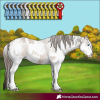 Horse Color:White Spotted Liver Red Dun Splash Brindle