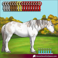 Horse Color:White Spotted Liver Red Dun Splash Rabicano Brindle